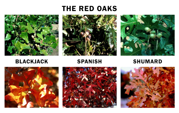 A graphic that includes 2 images of each of the red oaks featuring leaves that are oak wilt free and leaves that are infected.