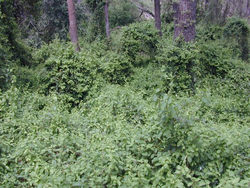 jap honeysuckle invasion.JPG