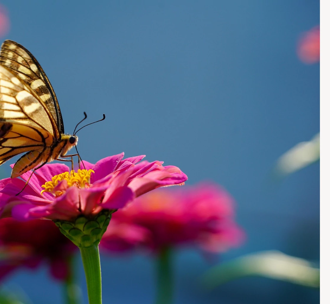 Nature and Art Day at Asian American Resource Center