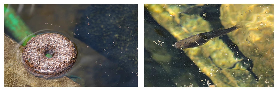 BT dunk and gambusia 3x1.jpg