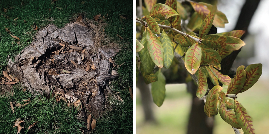 Two photos. Left, the stump of the oak tree at Ruhan's family home. Right, leaves of a live oak tree infected by oak wilt.