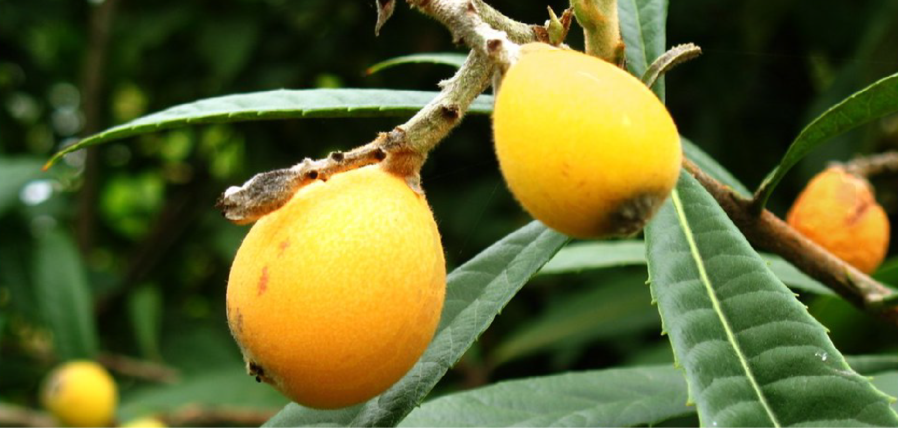 Image of loquats. Credit to Pinke on Flickr