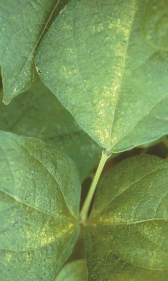 Close up of a leaf with spider mites.
