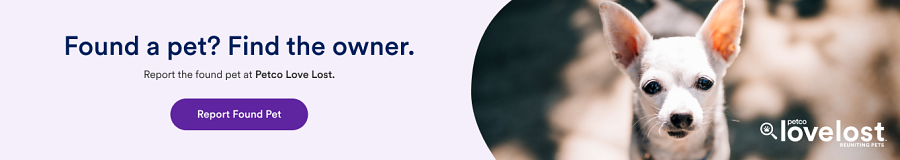 Petco Love Lost Link with photo of an orange cat sitting on a person's lap. 