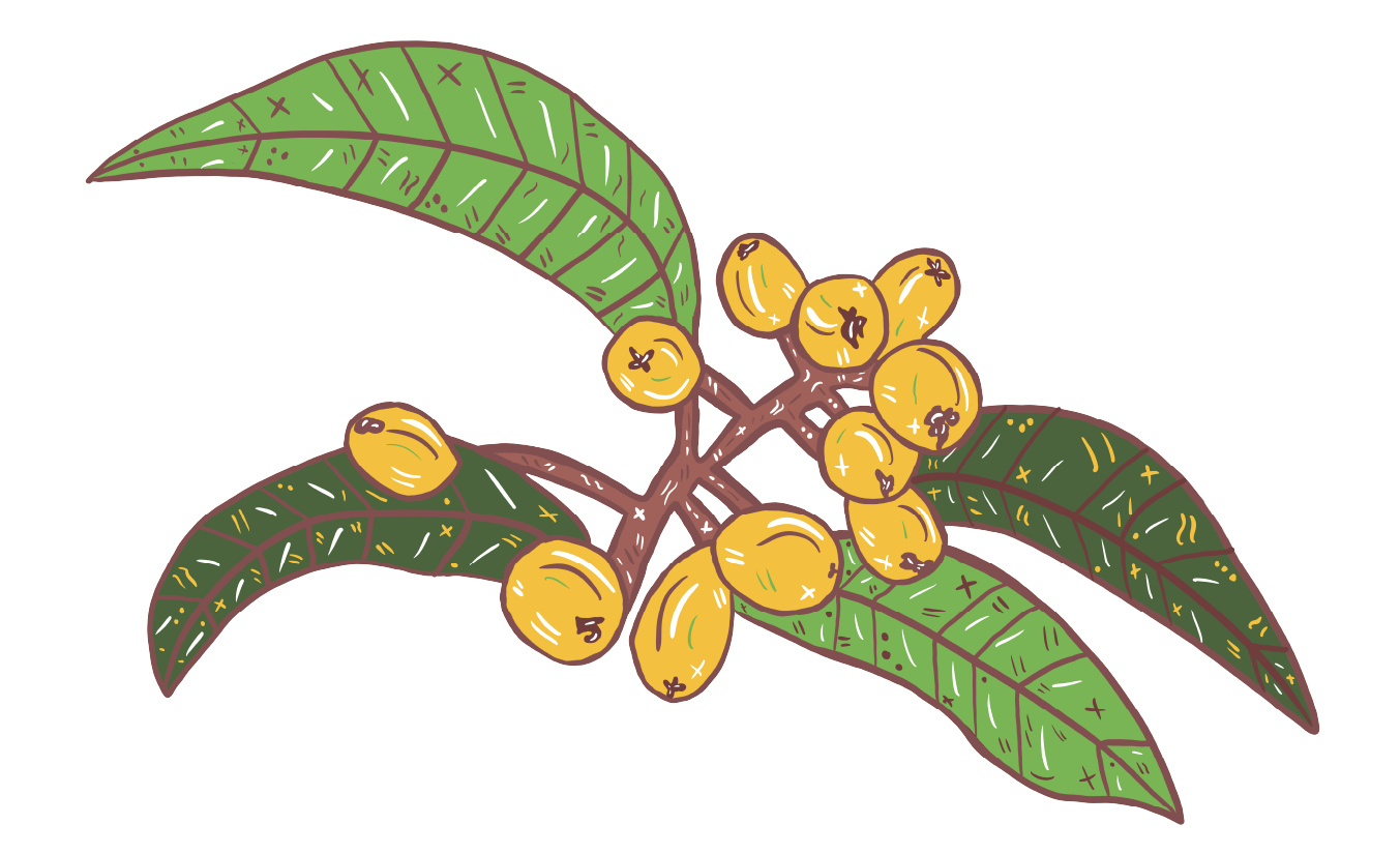 Loquat illustration by Austin local Claudia Zapata.