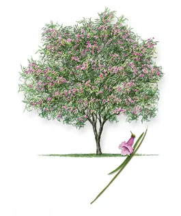 Bubba_Desert_Willow-315px