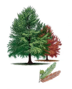 Peve_Minaret_Bald_Cypress-315px