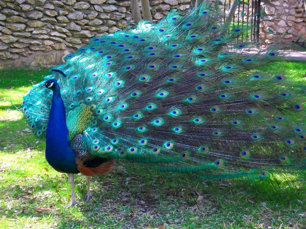 Mayfield Park's Peacock