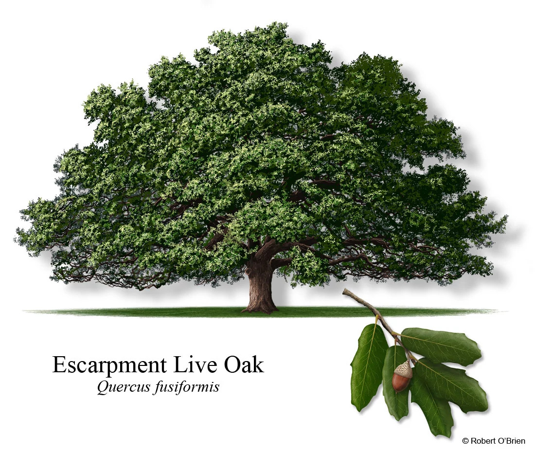 Escarpment-Live-Oak-Rev-F2