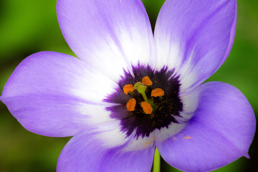 A photograph of a Texas Bluebell flower