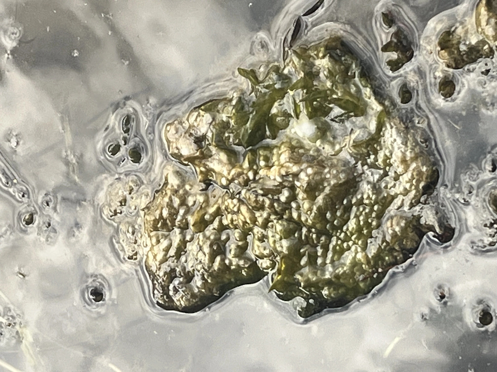 Blue-green algae on top of a water surface
