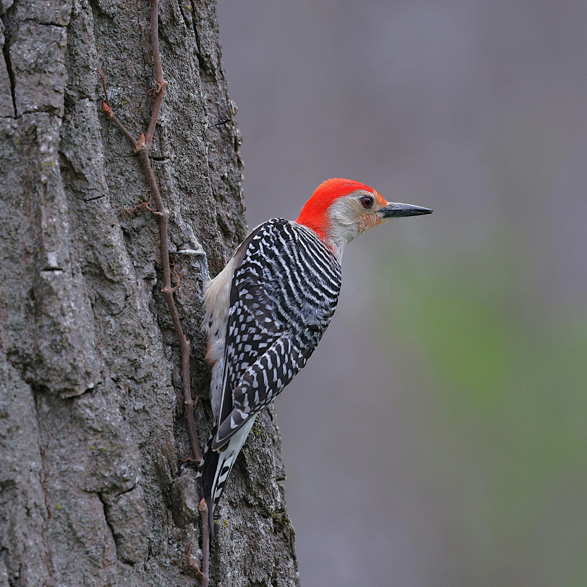 A woodpecker perched on a tree.