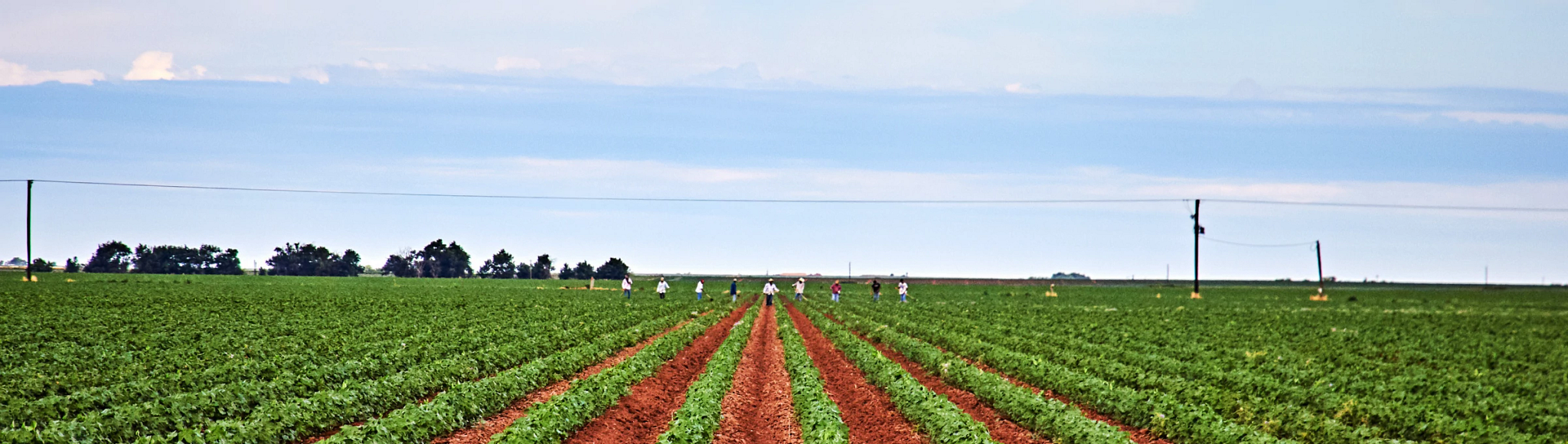 Workers in the distance walk across a field of crops.