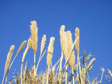 Giant-Reed-1.jpg