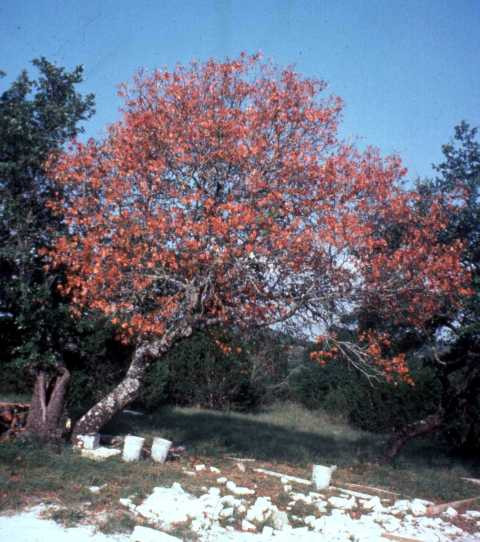 Image of an oak wilt symptomatic red oak.