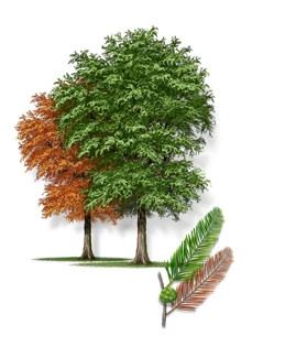 Montezuma_Bald_Cypress-315px