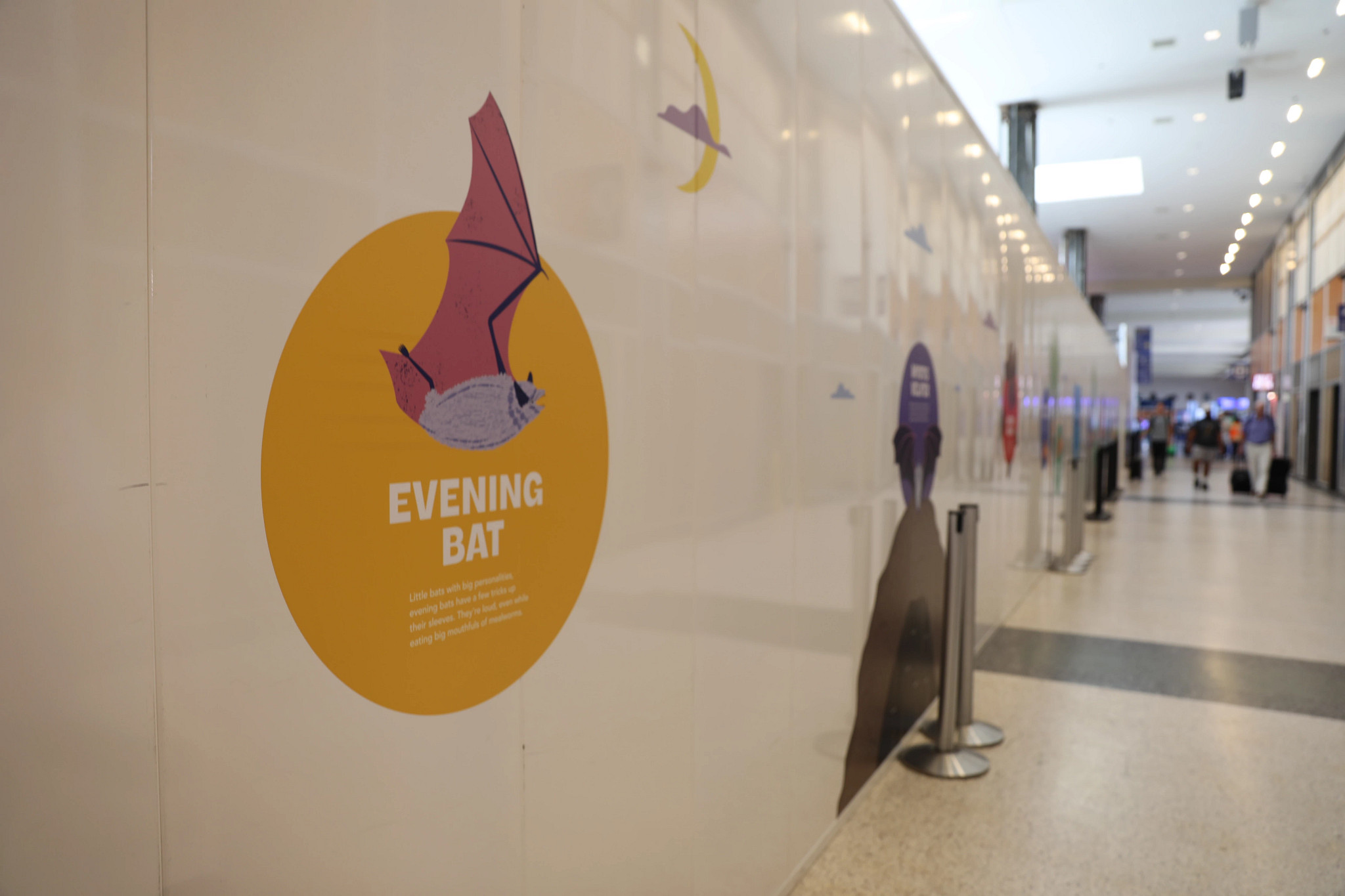 A picture of the outside construction walls of the Atrium Infill Journey With AUS project at Austin-Bergstrom International Airport. This one has a picture of the AUS iconic bat wall.