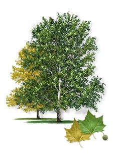 American_Sycamore-315px