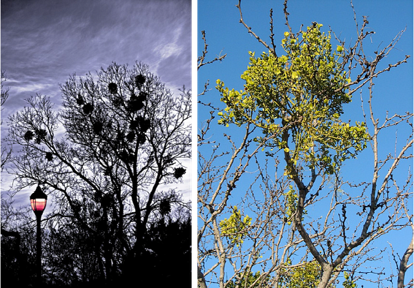 Mistletoe Collage - Common Use License