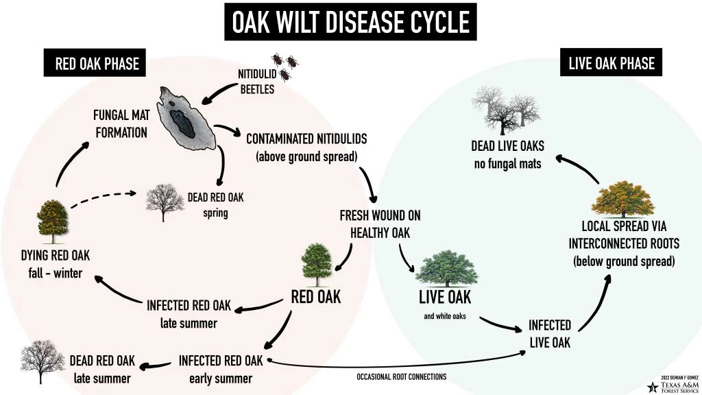 2022-Oak-Wilt-Cycle.jpg
