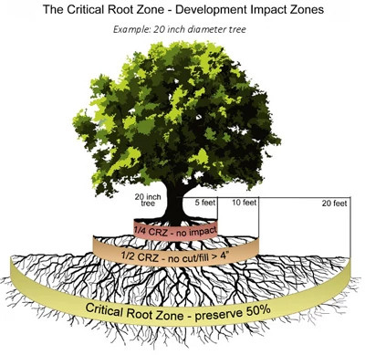 diagram of a tree with roots underground depicting the critical root zone