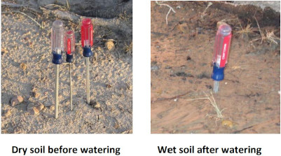 Screw drivers evaluating soil moisture.