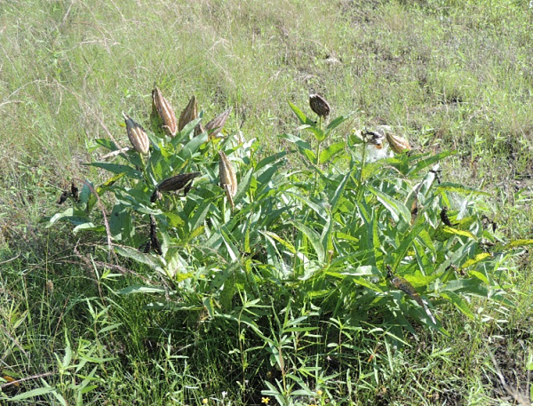 Milkweed
