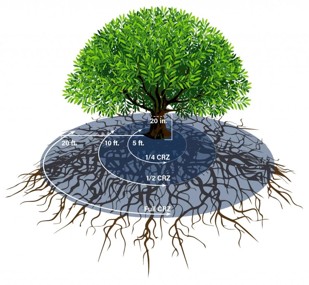 Critical-Tree-Root-zone.jpg
