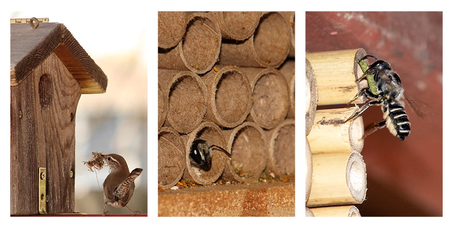 types of nest structures 3x1_5.jpg