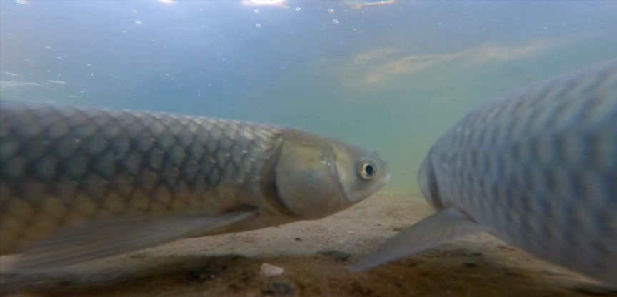 Underwater view of a grass carp