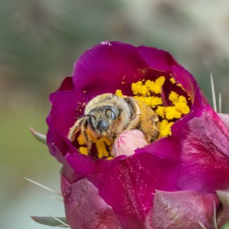 Bee on a pink flower