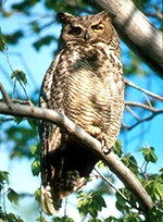 Great Horned Owl small.jpg