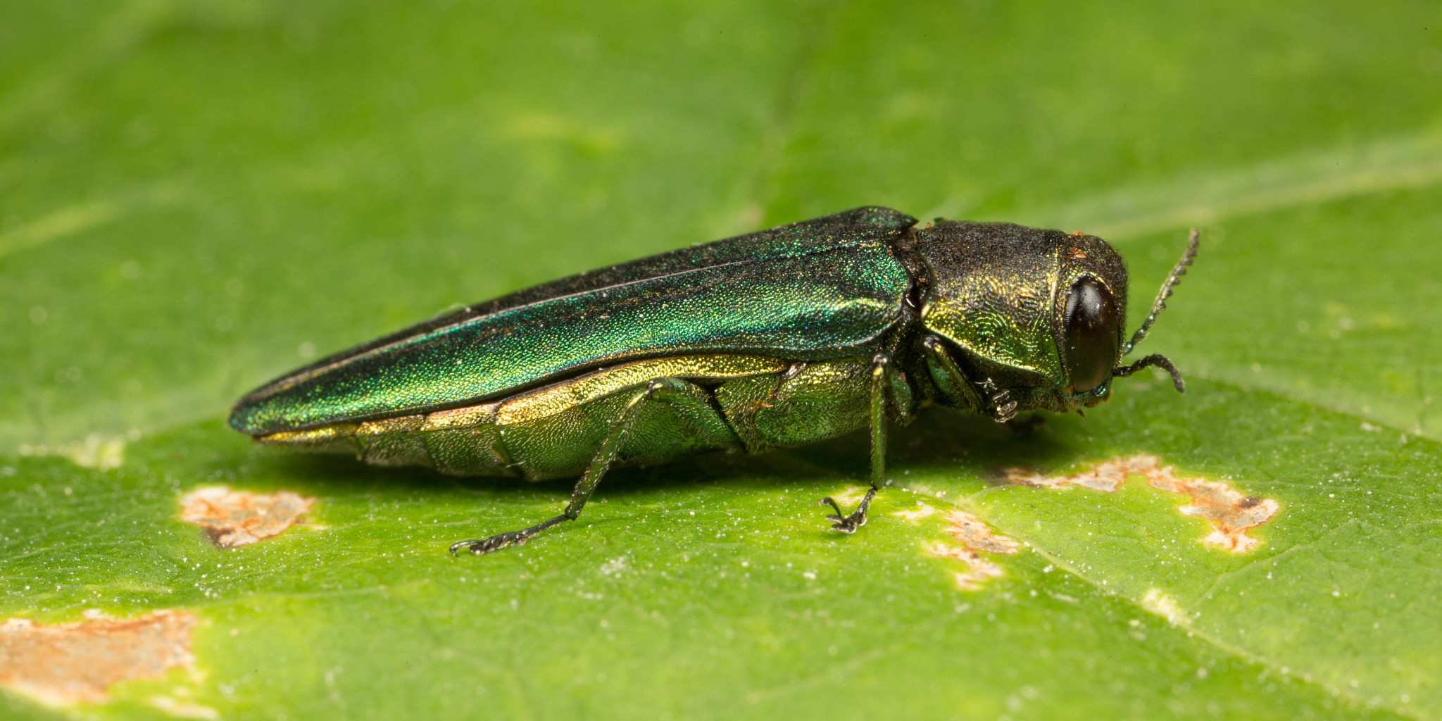 An Emerald Ash Borer on a leaf.