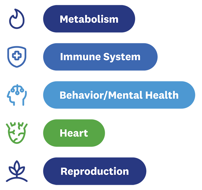 Chart showing the long-term impacts of stress, including metabolism, immune system, mental health, heart, and reproduction