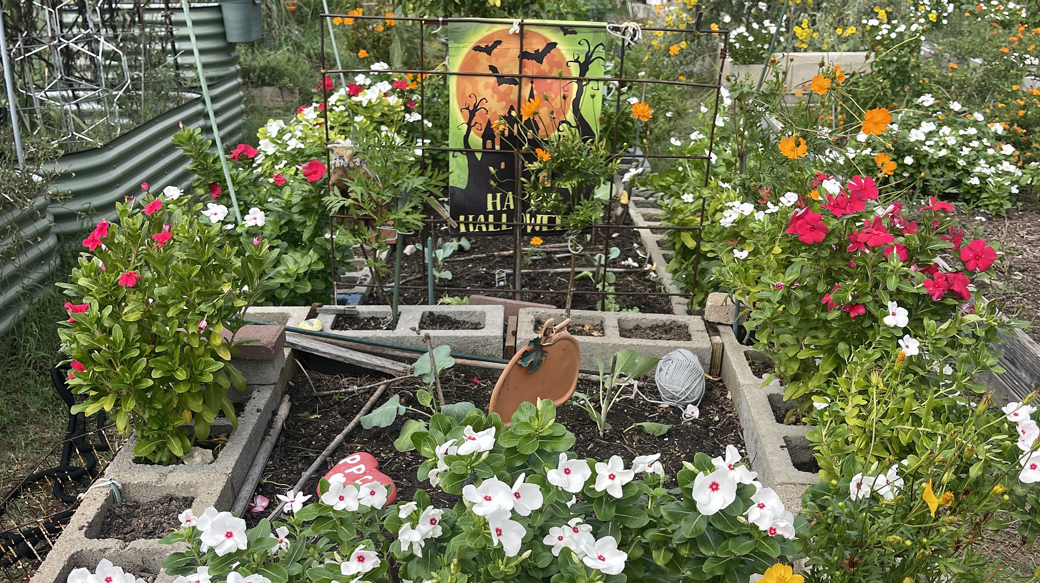 A plot in a community garden with flowers, brassica plants, and Halloween decor