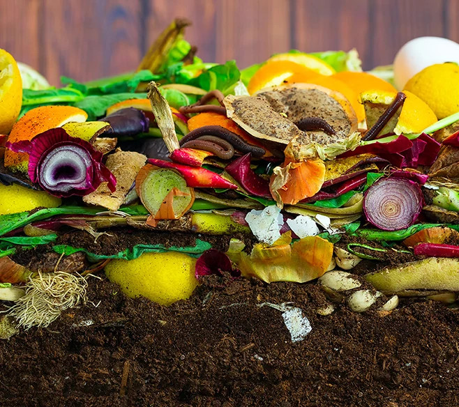 Composted food resting on soil.