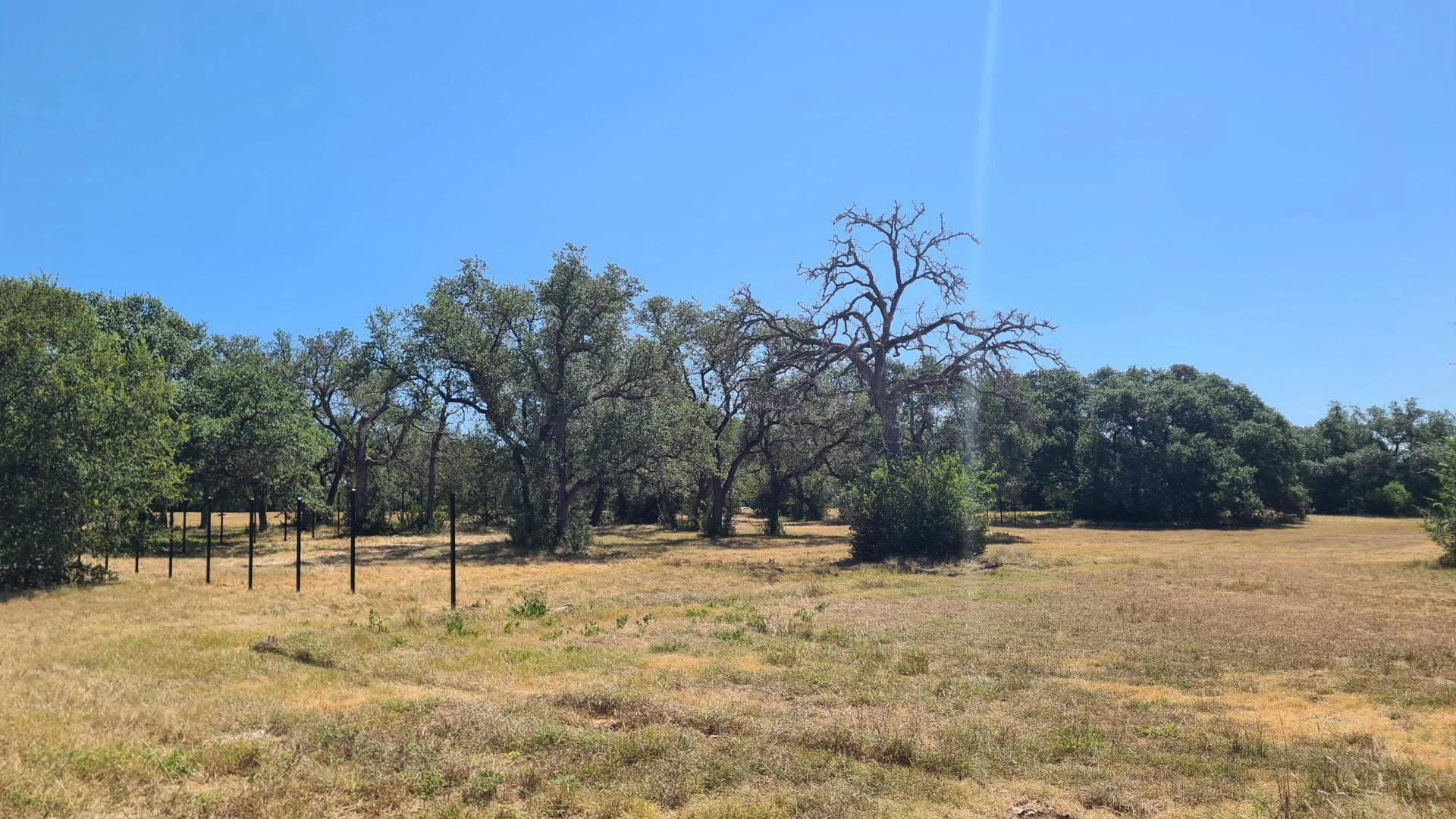 Looking toward future location of Cicle C DOLA with trees and grass and first few fence posts