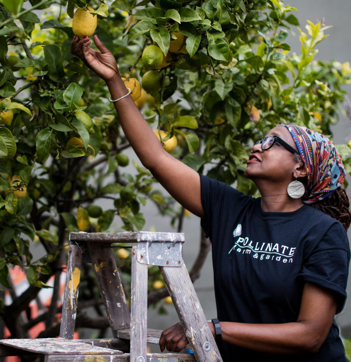 a woman standing on a ladder picking a lemon from a tree