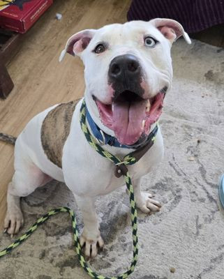 Animal Services - Web_kane