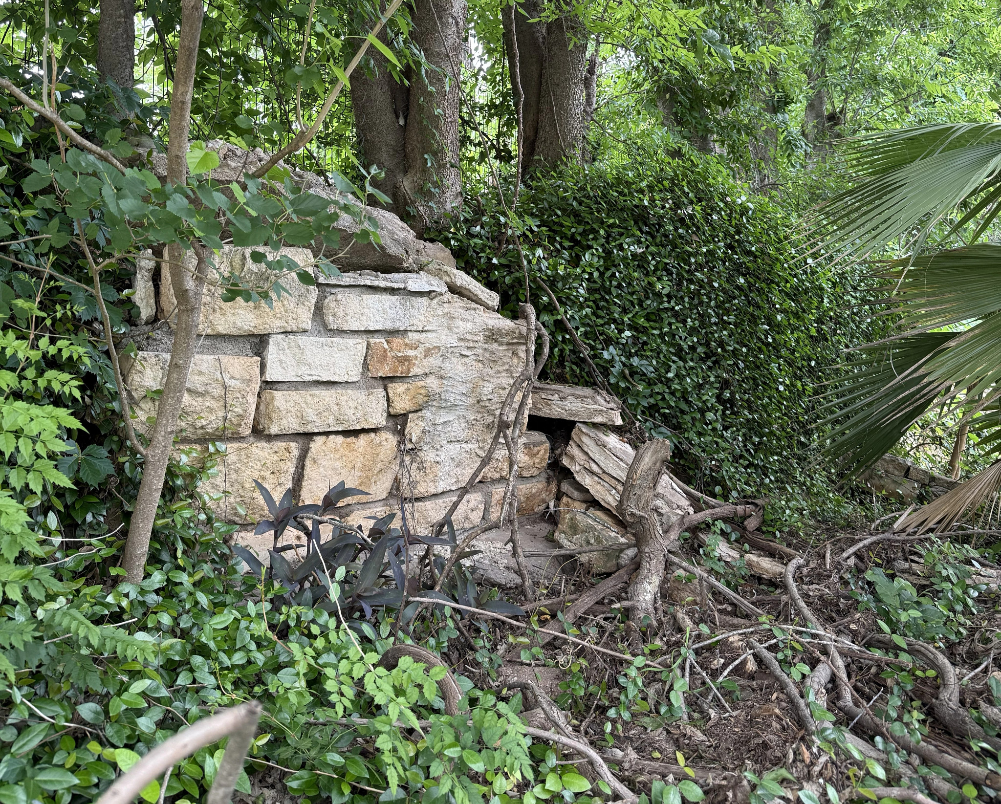 Side view of collapsed masonry due to vegetation overgrowth  in the historic retaining wall at Barton Springs