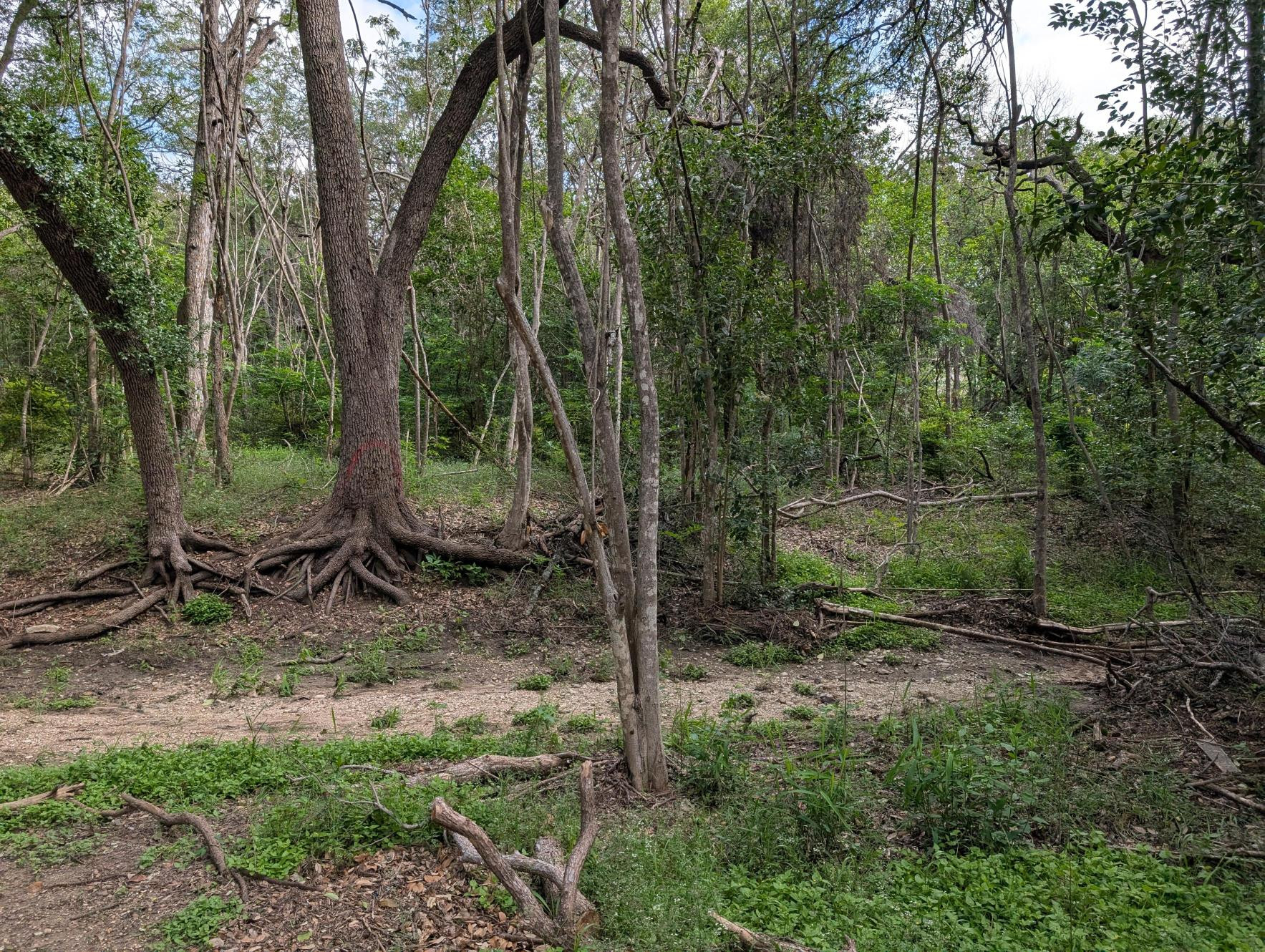 Dirt trail surrounded by small trees and brush
