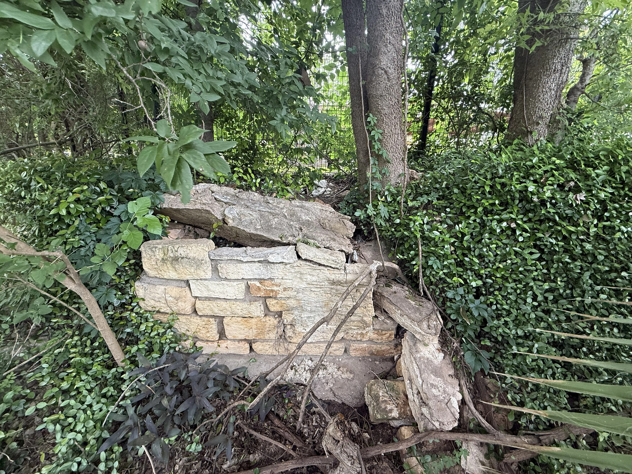 Vegetation and tree roots causing damage to the historic retaining wall at Barton Springs pool
