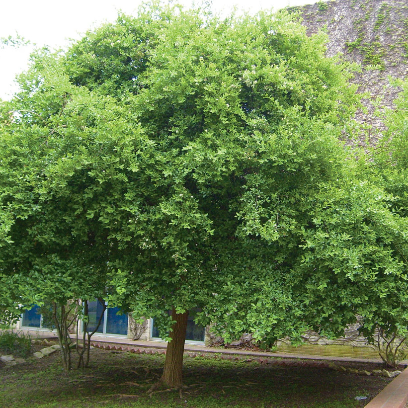 Sandpapper Tree Anacua (Sandpaper Tree) | AustinTexas.gov