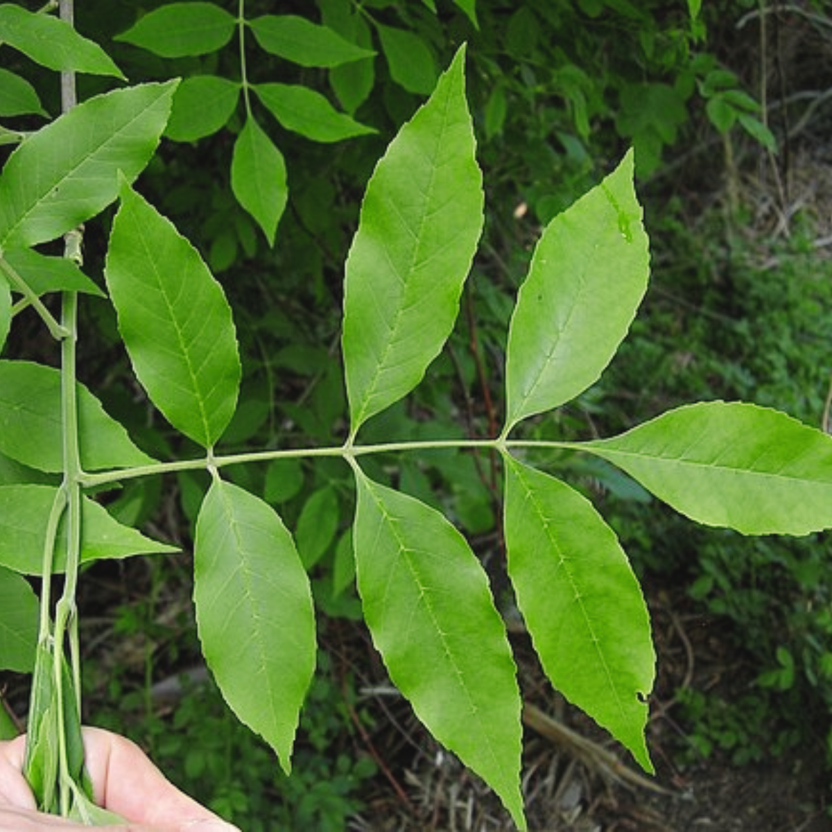 An ash tree leaf.