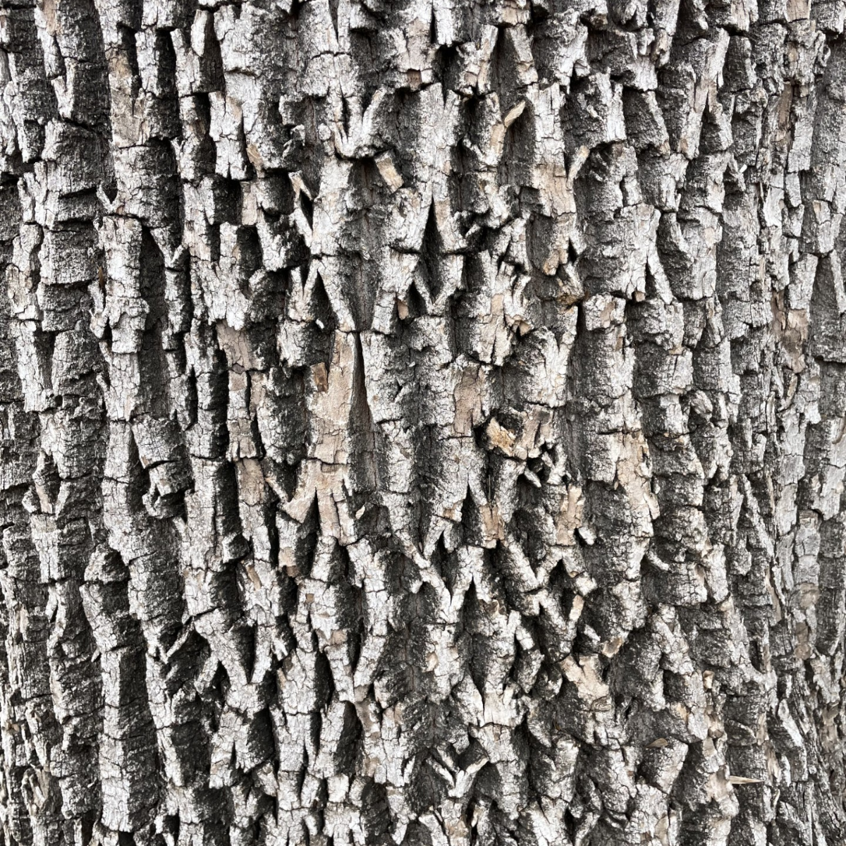 A close up on ash tree bark showing a diamond-shaped pattern.