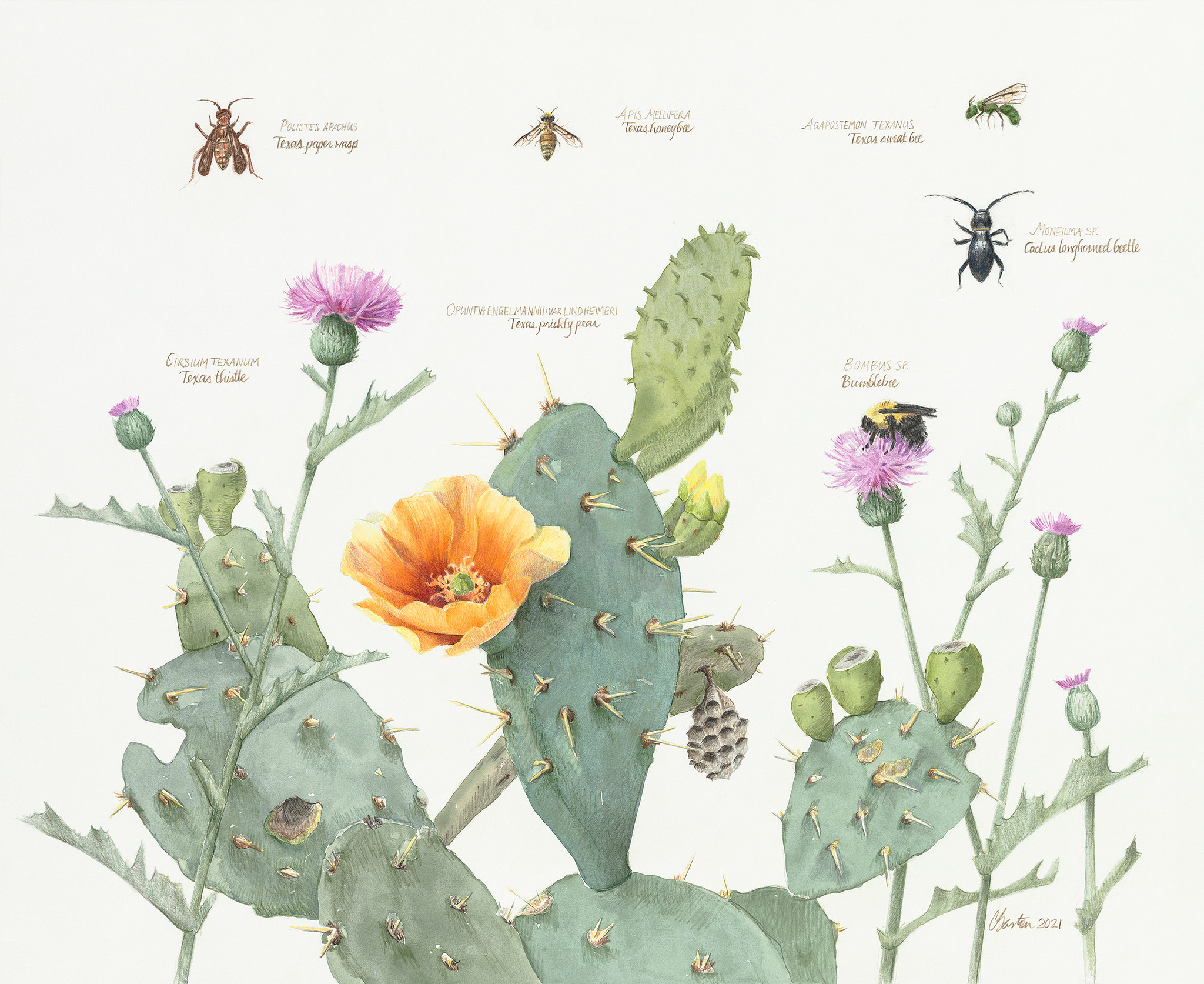 Paining of cactus and bugs