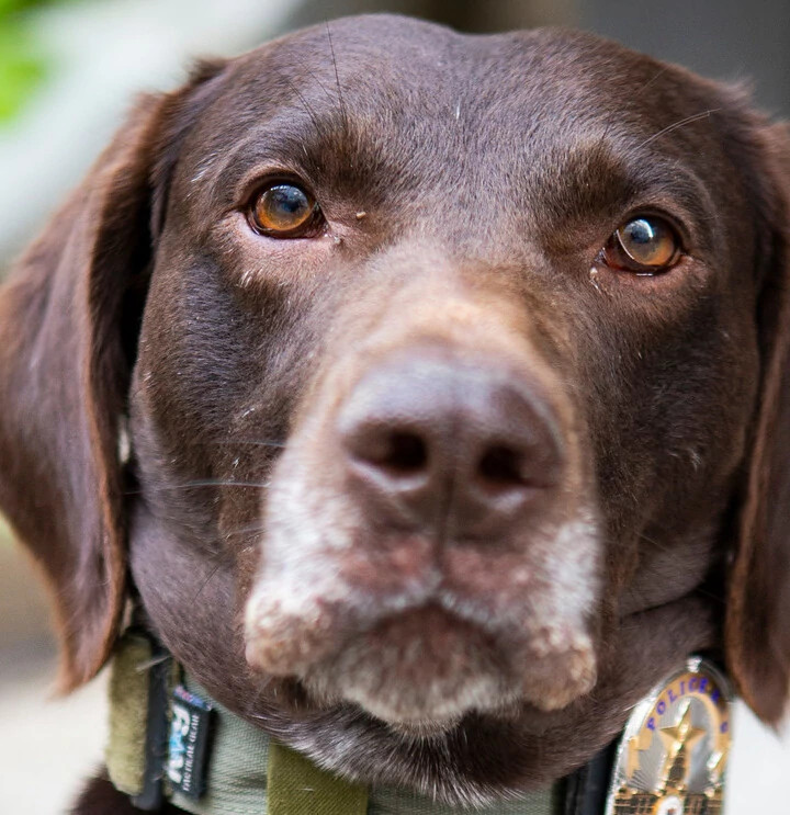 image of police dog