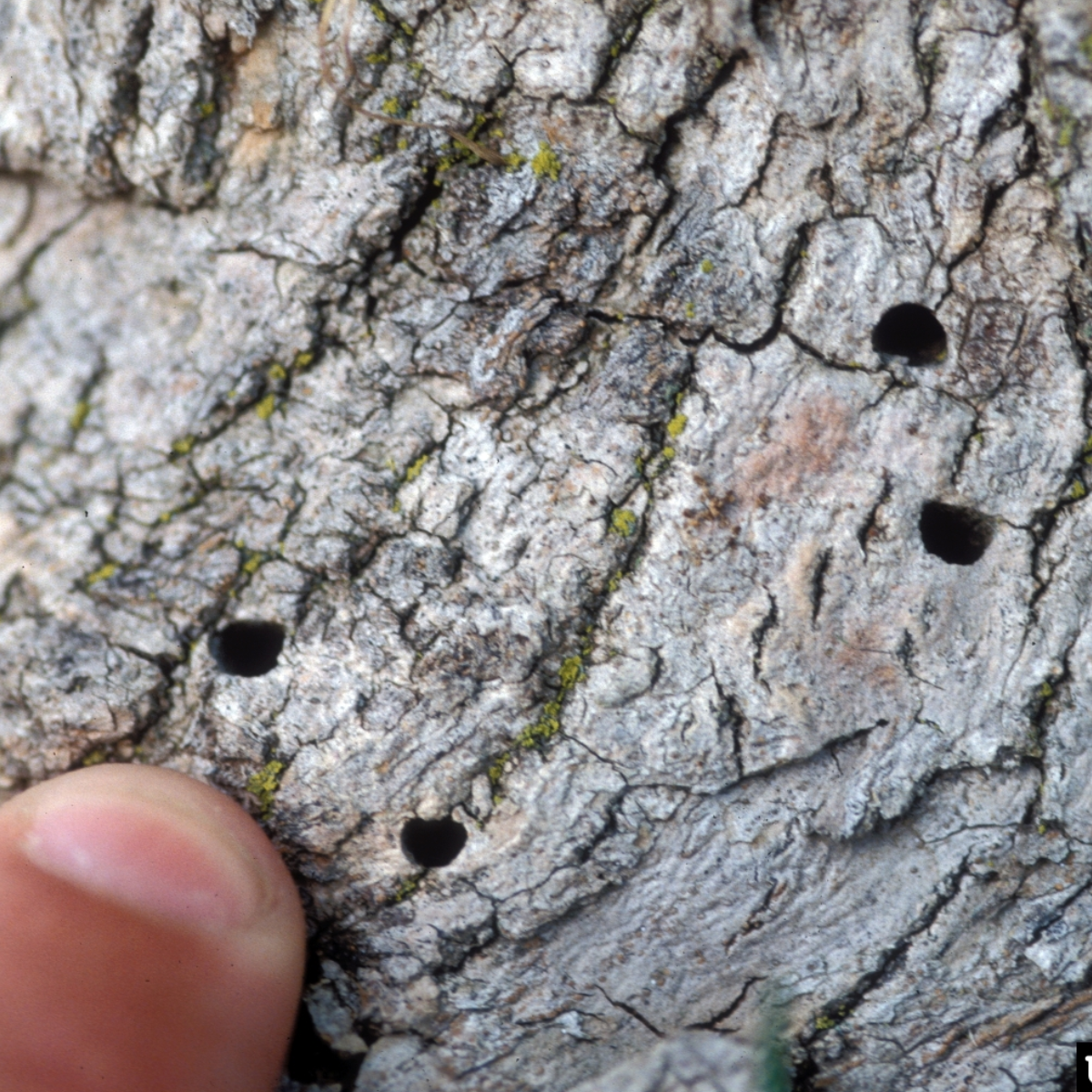 A finger points to D-shaped exit holes on an infected ash tree.