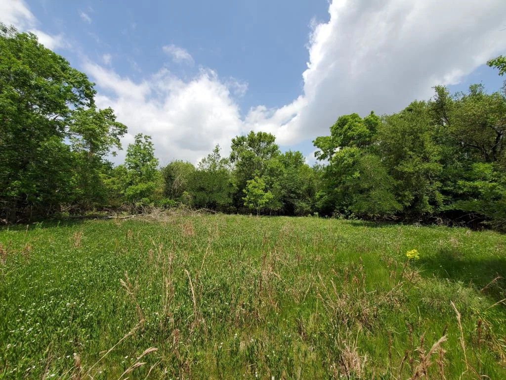 Wetland area at Ridgeline Neighborhood Park