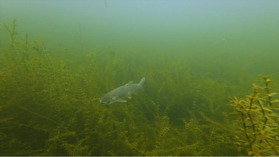 A sterile grass carp after release at Walsh Boat Ramp